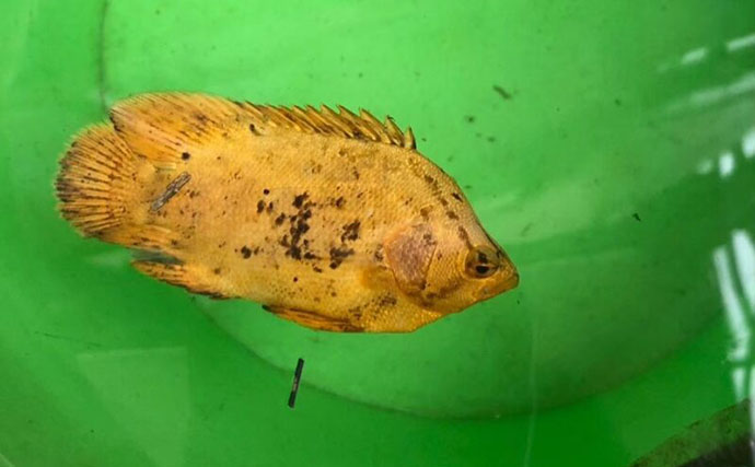 生き物好きが海から徒歩30秒の場所に住んでみたら部屋中が水槽だらけになった