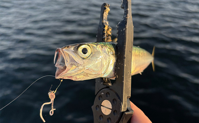 陸っぱりルアー釣りでサバを狙う「サバゲーム」攻略法　アシストフックでヒット率UP！