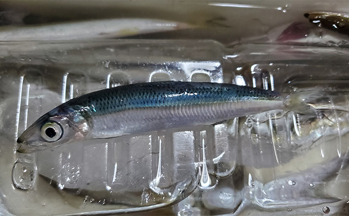 「イワシ回遊増えて大型魚が爆釣？」 新潟在住アングラーが感じるイワシ回遊の変化と釣りとの関係