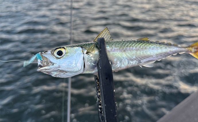 アジングタックルでサバゲーム満喫【大阪南港】アシストフック着用ジグ単リグで挑戦