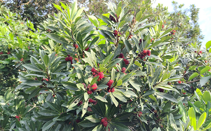 「見かけても絶対触っちゃダメ！」 釣り場で見かける有毒＆危険植物3選