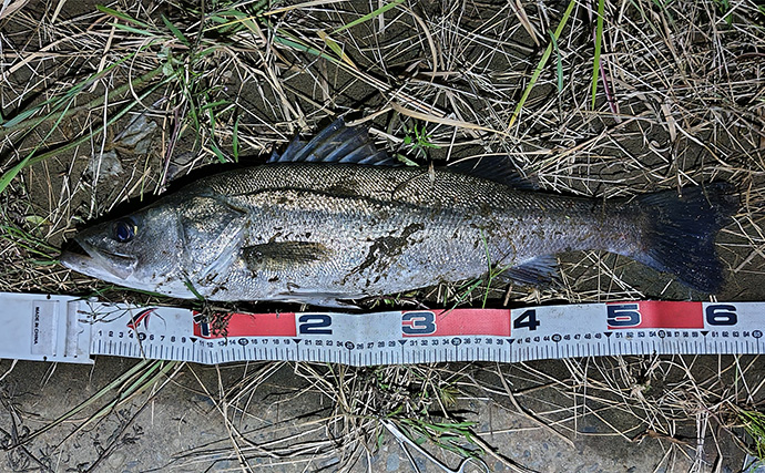 「大型ヒットに備えよう！」リバーシーバスゲームで70cm頭に良型を連打【千葉】