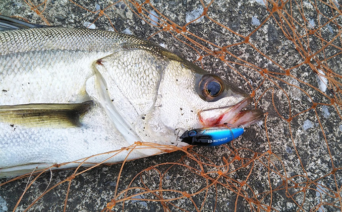 「魚の【荒食い】って何？」  活性がアップする秋こそ釣り入門の大チャンス！