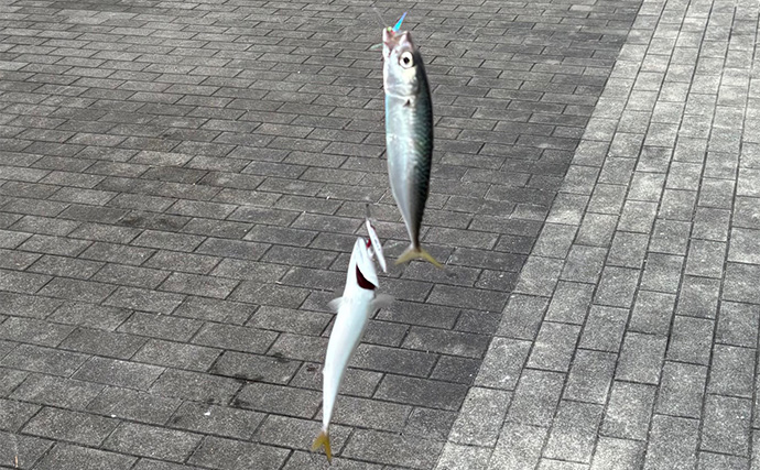 軽いルアーで手軽に楽しむ『ライトショアジギング（LSJ）』入門解説