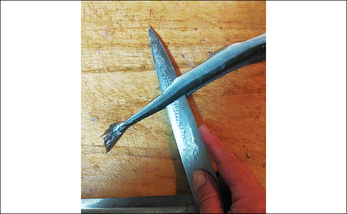 釣った魚で作る「ご飯のおかず」レシピ：小ダツの薄塩　軽く干して旨み凝縮