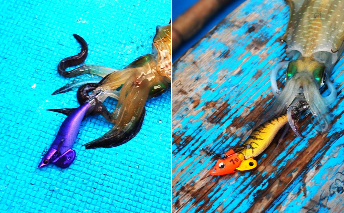 「新・最強伝説誕生！」新製品エギ『アオリクスTR』デビュー戦でアオリイカ乱舞【福井】