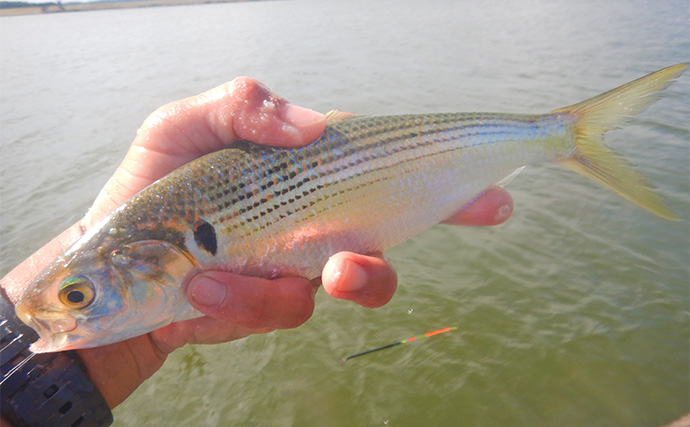 1泊2日で大型ハクレンを狙う【茨城・常陸利根川】メーター超え本命と嬉しい対面！