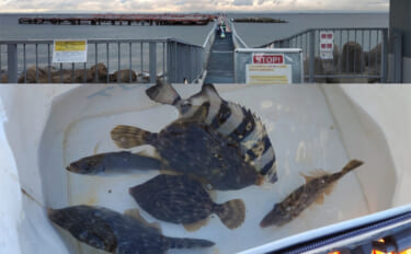 須磨海釣り公園で陸っぱりカワハギ釣りに挑戦【兵庫】エサ取りに苦戦も本命…