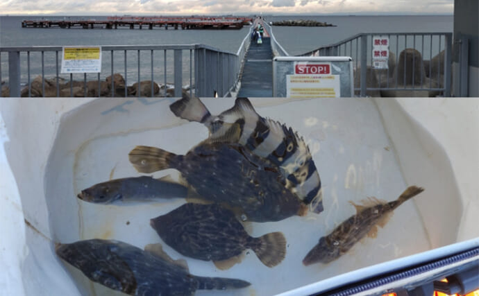須磨海釣り公園で陸っぱりカワハギ釣りに挑戦【兵庫】エサ取りに苦戦も本命5匹を手中！