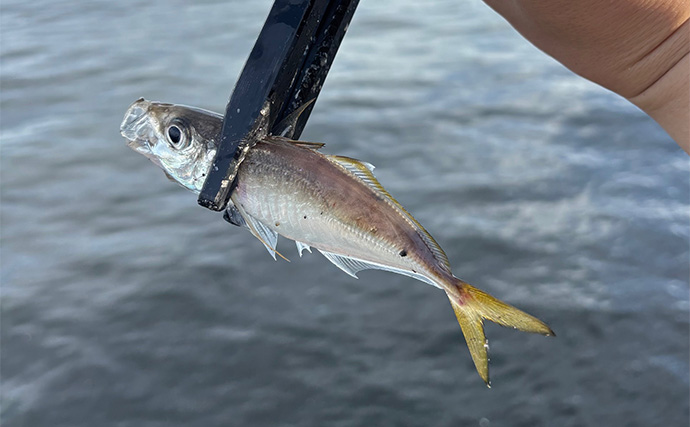 軽いルアーで手軽に楽しむ『ライトショアジギング（LSJ）』入門解説