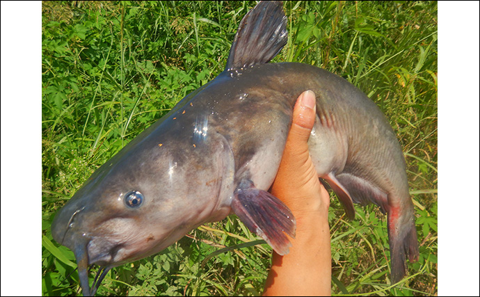 「大型淡水魚の豪引を堪能！」淡水五目釣りで71cmコイに66cmアメリカナマズ【埼玉・元荒川】