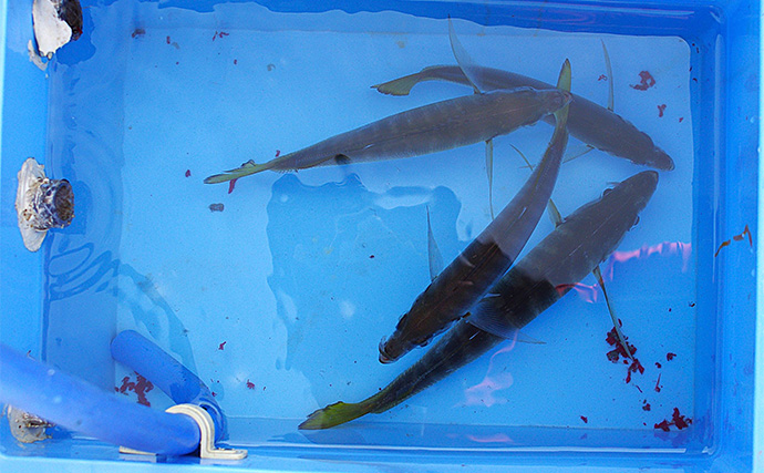 明石沖の秋の好ターゲット3選【青物・フラットフィッシュ・小物類】 自身で釣れば美味しさも格別