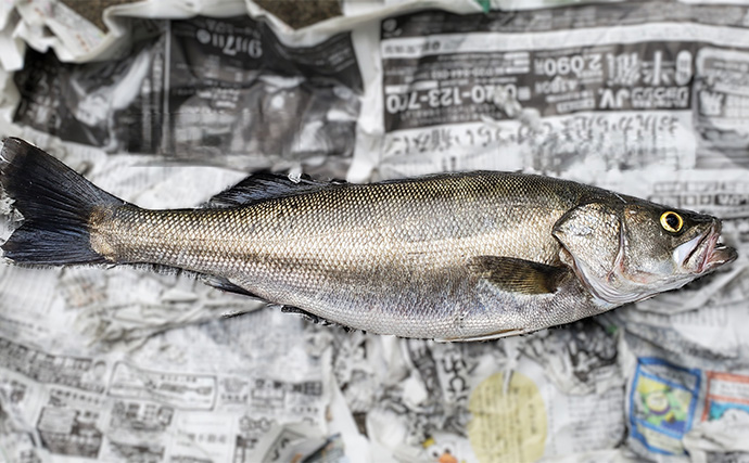 「初ヒットまで1年、初キャッチまで10年！」 ルアーシーバス釣りは難しい？