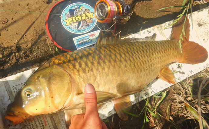 「大型淡水魚の豪引を堪能！」淡水五目釣りで71cmコイに66cmアメリカナマズ【埼玉・元荒川】