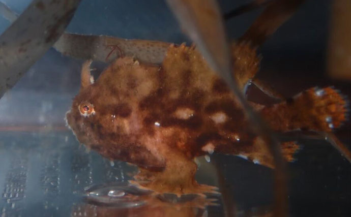 生き物好きが海から徒歩30秒の場所に住んでみたら部屋中が水槽だらけになった