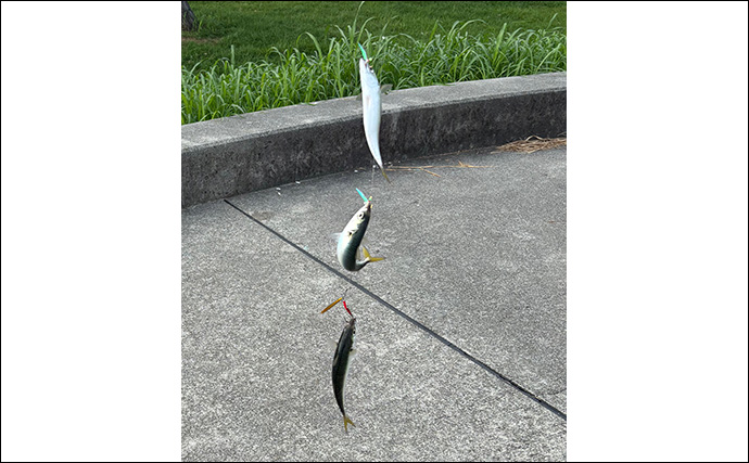 「楽しいけど飽きる？」シーサイドコスモでのLSJ（ライトショアジギング）でサバ三昧【大阪】