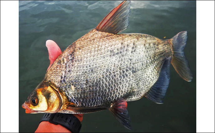 1泊2日で大型ハクレンを狙う【茨城・常陸利根川】メーター超え本命と嬉しい対面！