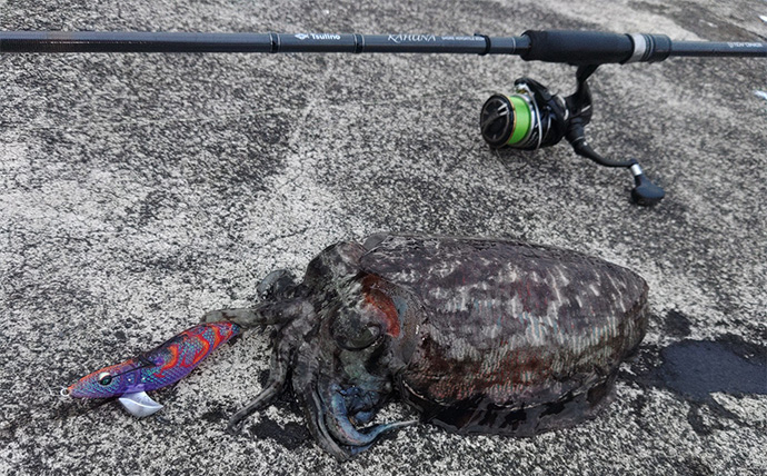 「秋は釣りターゲットがたくさん！」あれもこれも楽しめる【バーサタイルロッドって何？】