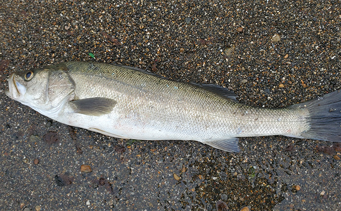 「イワシ回遊増えて大型魚が爆釣？」 新潟在住アングラーが感じるイワシ回遊の変化と釣りとの関係