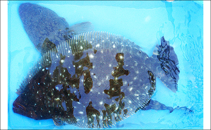 明石沖の秋の好ターゲット3選【青物・フラットフィッシュ・小物類】 自身で釣れば美味しさも格別