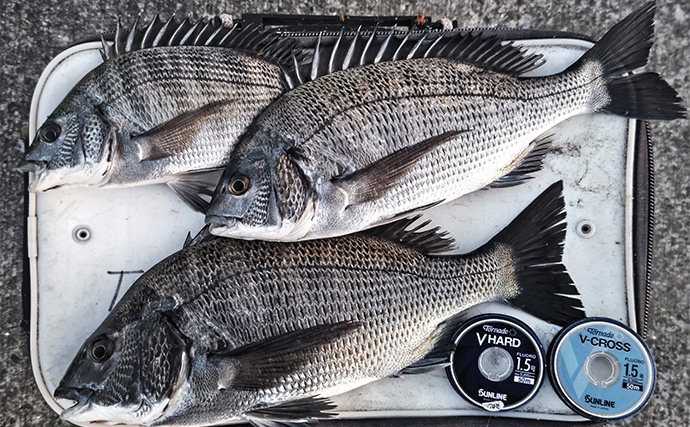 相浜港のフカセ釣りで42cmクロダイをキャッチ【千葉】練りエサ「エサ持ちイエロー」が活躍