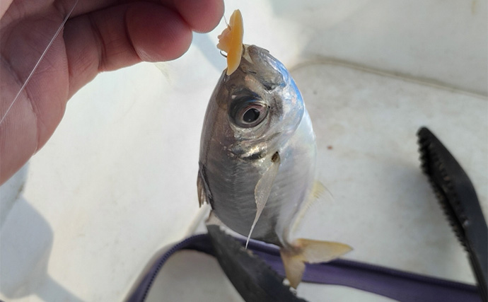 須磨海釣り公園で陸っぱりカワハギ釣りに挑戦【兵庫】エサ取りに苦戦も本命5匹を手中！