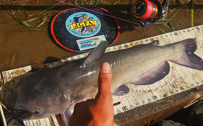 「大型淡水魚の豪引を堪能！」淡水五目釣りで71cmコイに66cmアメリカナマズ【埼玉・元荒川】