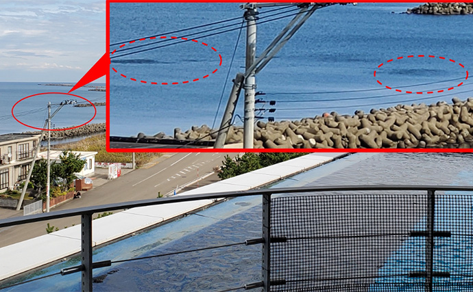 「イワシ回遊増えて大型魚が爆釣？」 新潟在住アングラーが感じるイワシ回遊の変化と釣りとの関係