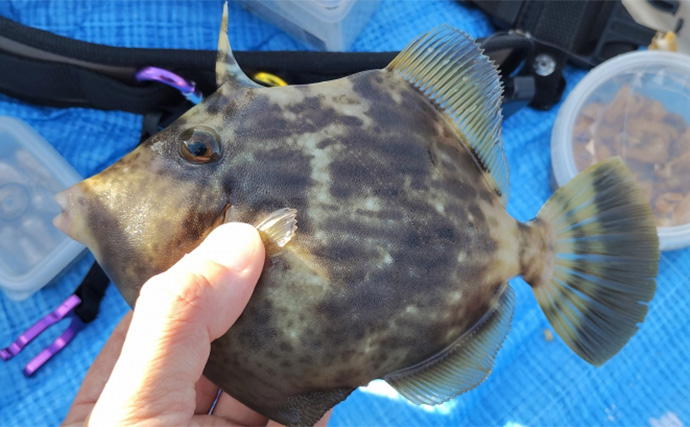 須磨海釣り公園で陸っぱりカワハギ釣りに挑戦【兵庫】エサ取りに苦戦も本命5匹を手中！