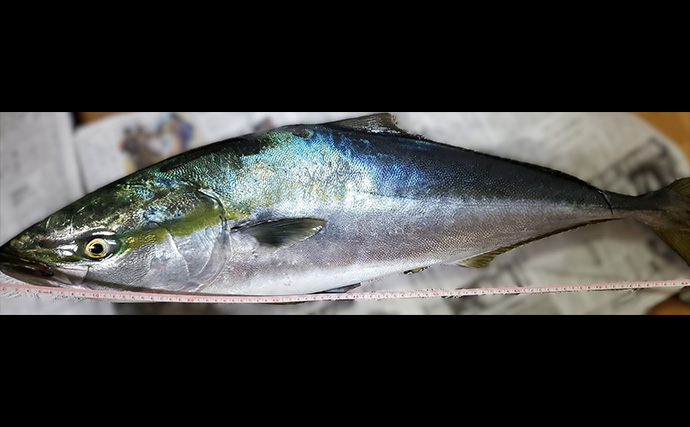 「イワシ回遊増えて大型魚が爆釣？」 新潟在住アングラーが感じるイワシ回遊の変化と釣りとの関係