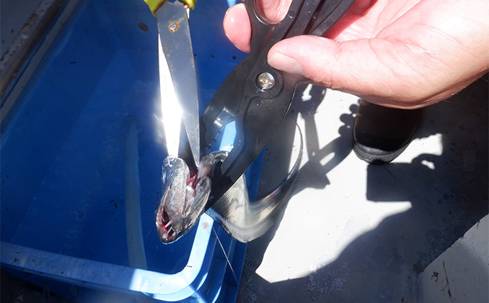 「テンヤタチウオ完全攻略！」中部エリアで始めるドラゴン級狙いの釣り方ガイド