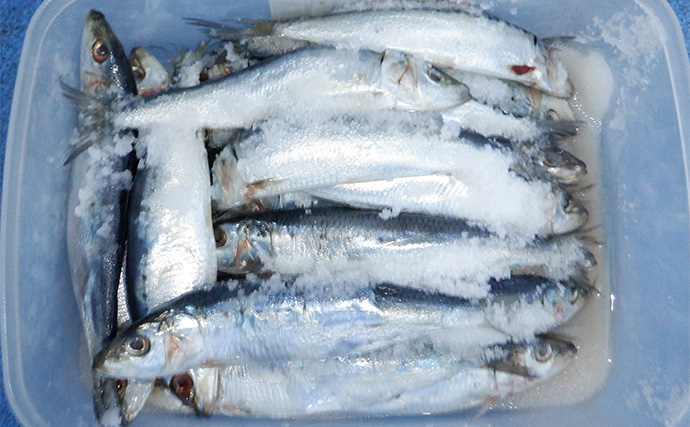 「テンヤタチウオ完全攻略！」中部エリアで始めるドラゴン級狙いの釣り方ガイド