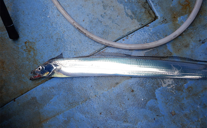 「テンヤタチウオ完全攻略！」中部エリアで始めるドラゴン級狙いの釣り方ガイド