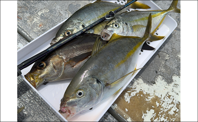 「ヒットする魚のサイズが年々アップしてる？」沖釣り最難関クラスのシマアジ釣況の変化を名手が分析