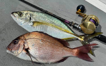 大原沖イサキ船でのシマアジ対応タックルを徹底解説　ターゲットサイズごと…