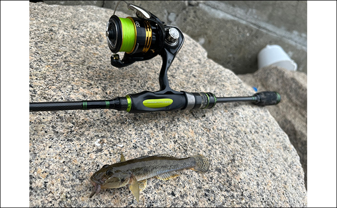 漁港でのちょい投げ釣りで18cm筆頭に良型ハゼが入れ食い！【大阪湾】天ぷらに刺身は絶品