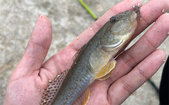 漁港でのちょい投げ釣りで18cm筆頭に良型ハゼが入れ食い！【大阪湾】天ぷらに刺身は絶品