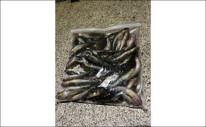 漁港でのちょい投げ釣りで18cm筆頭に良型ハゼが入れ食い！【大阪湾】天ぷらに刺身は絶品