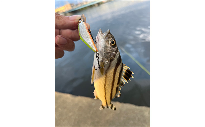 メッキゲーム＆テンヤタチウオのリレー釣りで両本命をキャッチ【淡路島】