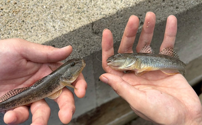 「初心者も型・数共に大満足！」 盛期迎えたハゼ釣りで16cm頭に20匹【大阪】