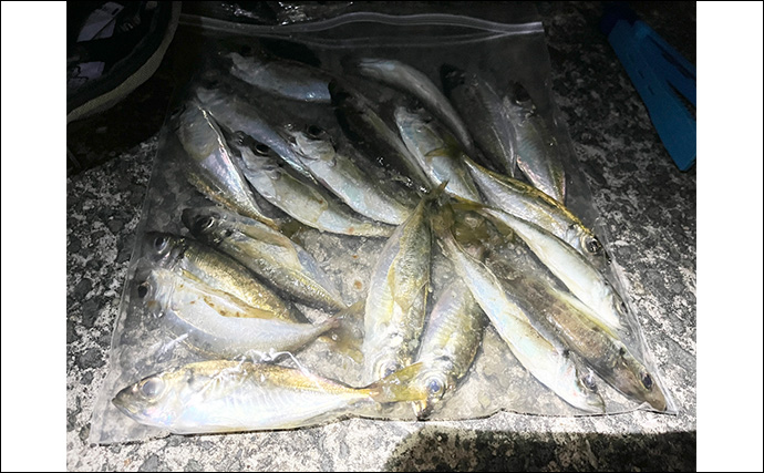 「常夜灯周りでアジがバッシャバシャ！」南大阪の波止アジングで豆アジ入れ食いを満喫