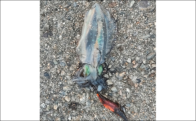 秋の欲張り二本立て釣行でアジにアオリイカを連打【三重】今後はサイズアップに期待