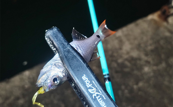 秋の欲張り二本立て釣行でアジにアオリイカを連打【三重】今後はサイズアップに期待