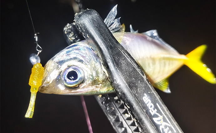 秋の欲張り二本立て釣行でアジにアオリイカを連打【三重】今後はサイズアップに期待