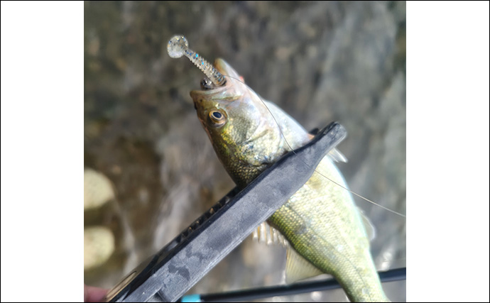 「強風下でも琵琶バスが爆発！」湖東〜湖北エリアのバスフィッシングで数釣りを満喫