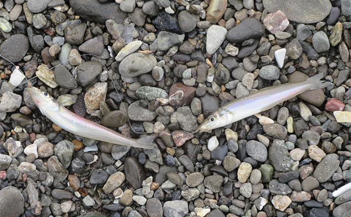 「秋は五目釣りの季節！」河口エリアの投げ＆チョイ投げ釣りで8魚種キャッチ！【和歌山】