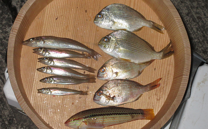 「秋は五目釣りの季節！」河口エリアの投げ＆チョイ投げ釣りで8魚種キャッチ！【和歌山】