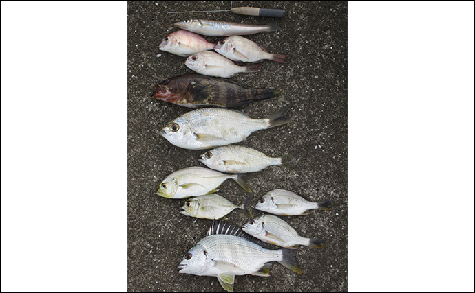 「秋は五目釣りの季節！」河口エリアの投げ＆チョイ投げ釣りで8魚種キャッチ！【和歌山】