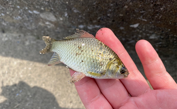 「淡水小物釣りハイシーズン到来！」身近な水路でフナやモロコの数釣りを満喫【埼玉】