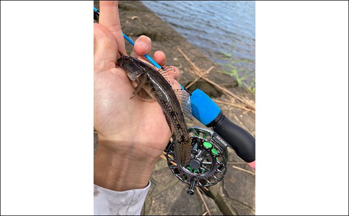 「20cm級マハゼが堂々浮上！」長良川河口の穴釣りで秋の高活性ハゼを狙う